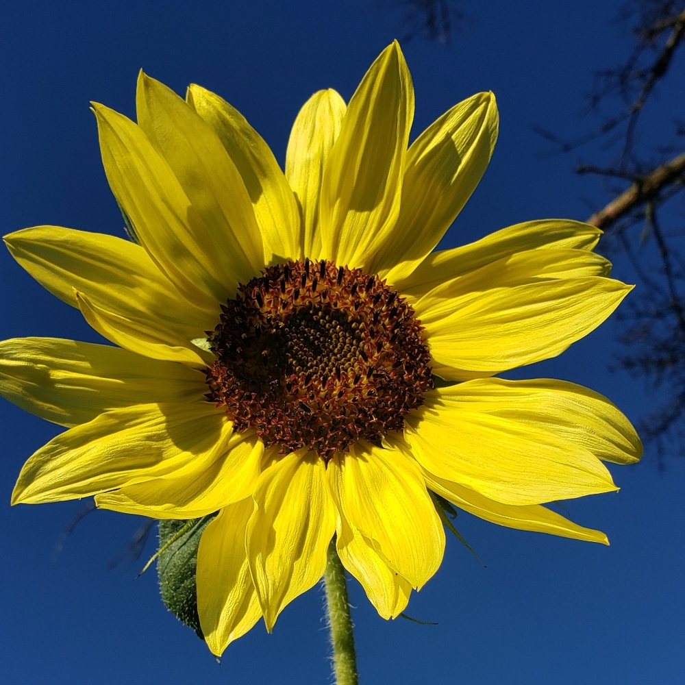 Meet your Posher, Stella